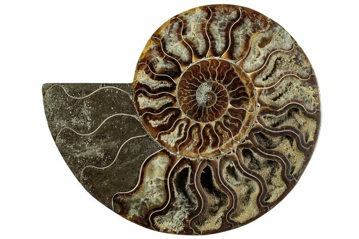 Cut & Polished Ammonite Fossil (Half) - Madagascar #310735